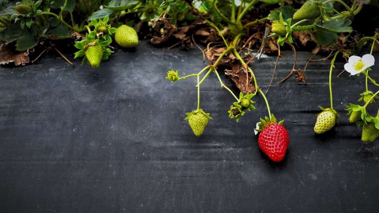 storia fragole