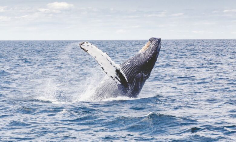 Balena che emette suoni mentre emerge dall'acqua.