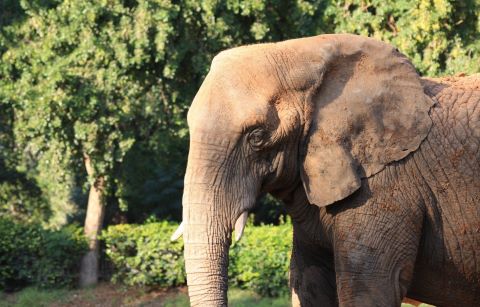Elefante africano ed elefante asiatico a confronto, mostrando la differenza nelle dimensioni delle orecchie.