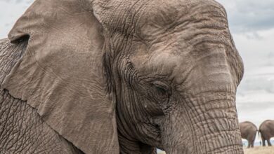 Elefante africano che agita le orecchie per raffreddarsi nella savana assolata