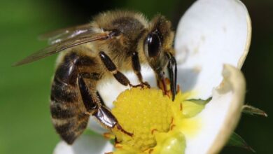Ape su un fiore con sacche di polline sulle zampe, impollinazione in corso.