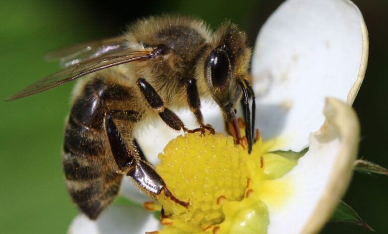 Ape su un fiore con sacche di polline sulle zampe, impollinazione in corso.