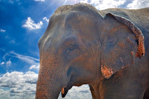 Elefante asiatico a confronto, mostrando la differenza nelle dimensioni delle orecchie.
