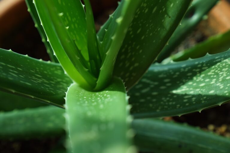 Aloe vera in vaso: ecco come usare il gel e far crescere nuove piantine