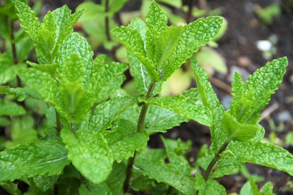 Come coltivare la menta senza che invada tutto il giardino: ecco il trucco