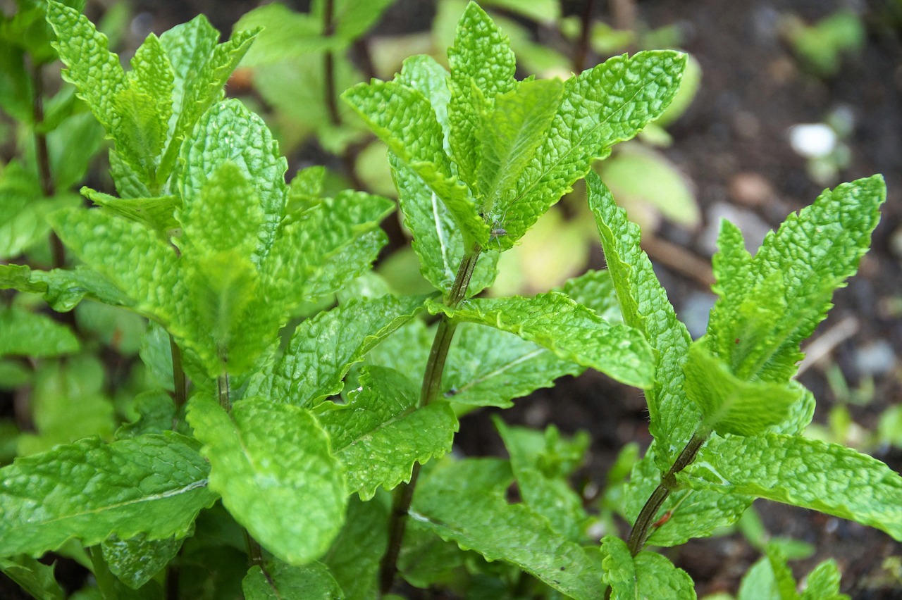 Pianta di menta coltivata in vaso per evitare l'invasione nel giardino.