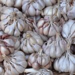 Immagine di bulbi d'aglio pronti per essere piantati in un orto.