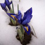 Piante in fiore nel giardino in inverno, con neve e ghiaccio sullo sfondo.