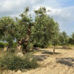Ulivo potato in modo errato, mostrando rami danneggiati e foglie secche, simbolo di un raccolto compromesso.