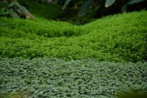 Piante tappezzanti ideali per coprire il terreno con poca manutenzione.